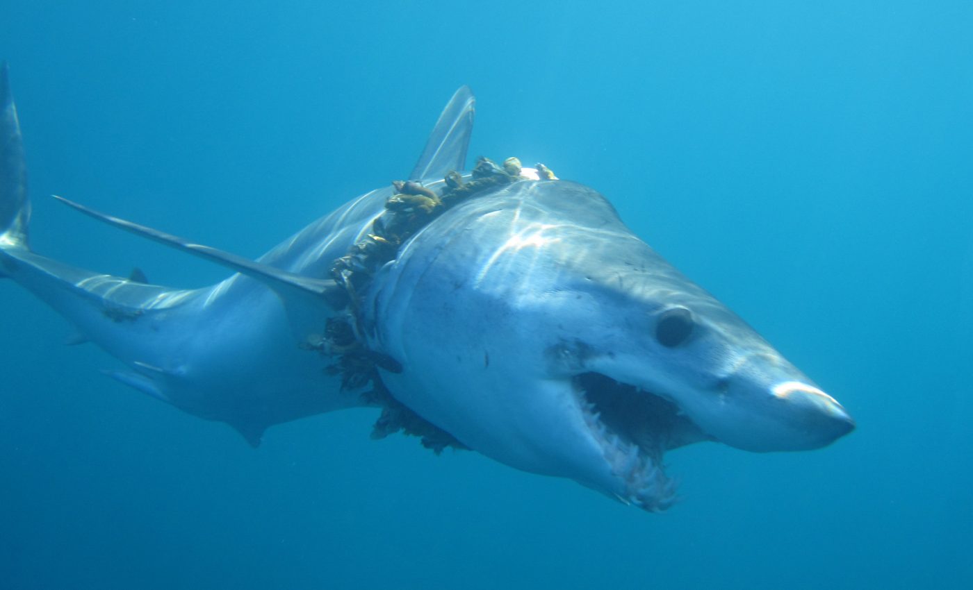 Hundreds of sharks and rays have gotten tangled in ocean plastic