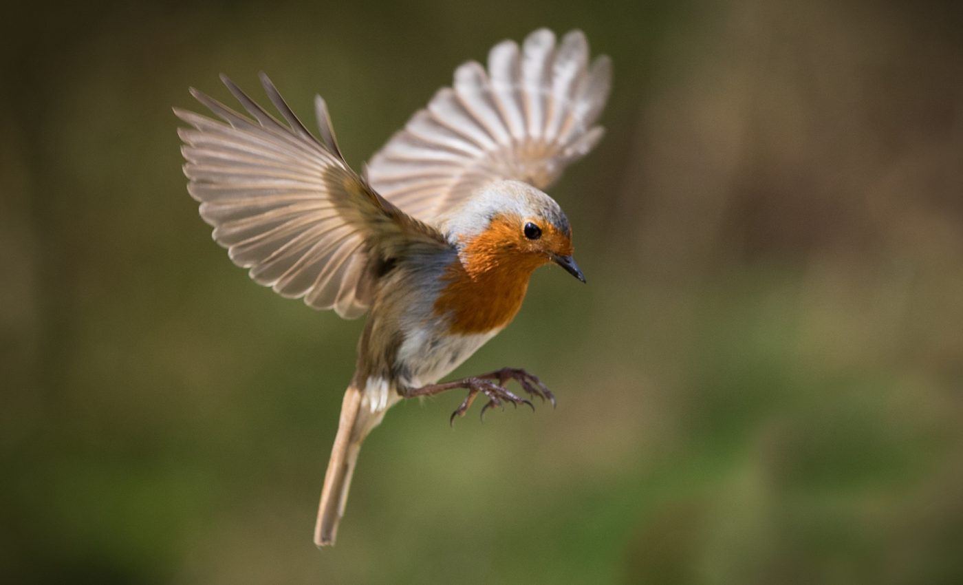 Traffic noises prevent robins from accurately assessing threats