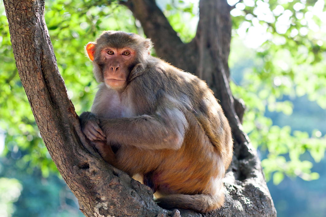 Experts question the morality of creating human-monkey ‘chimeras’