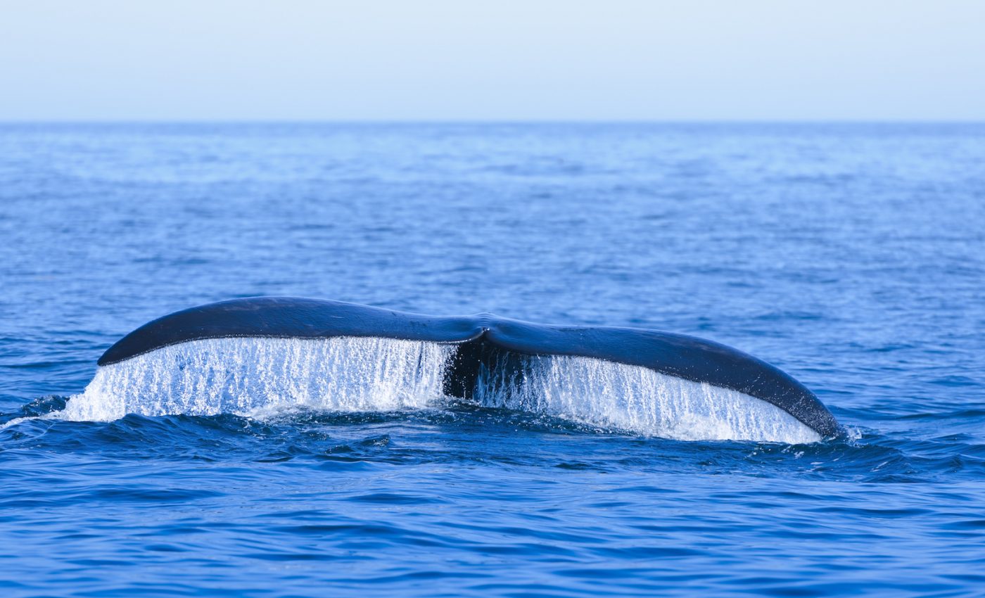 Six endangered North Atlantic right whales found dead in the past month