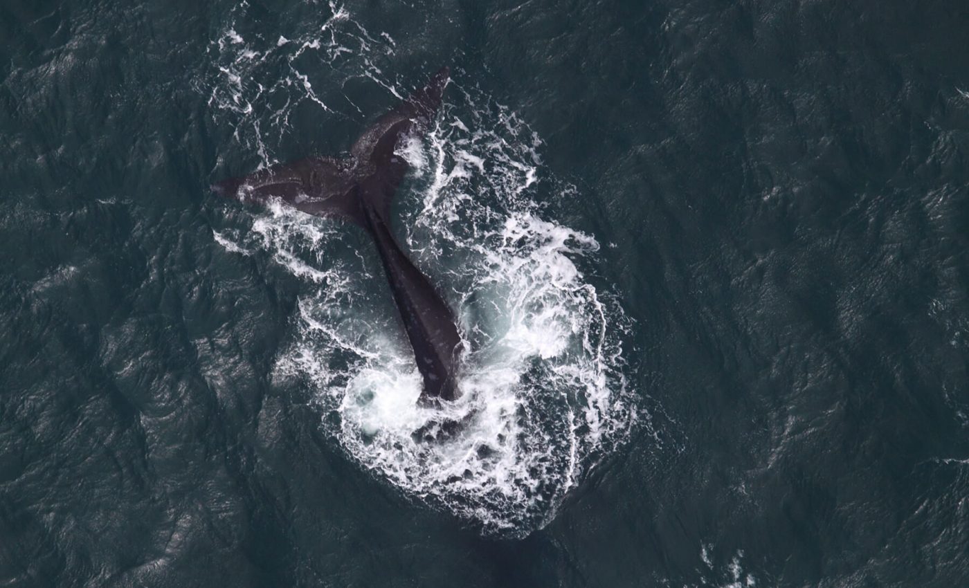 Right whales have been recorded singing for the first time