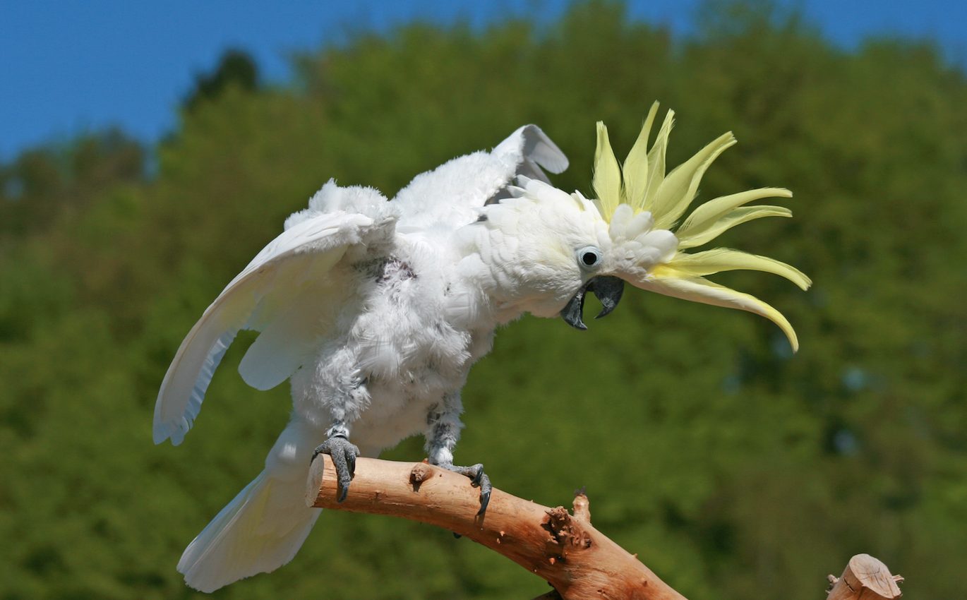 The moves of a dancing cockatoo are coordinated and not random