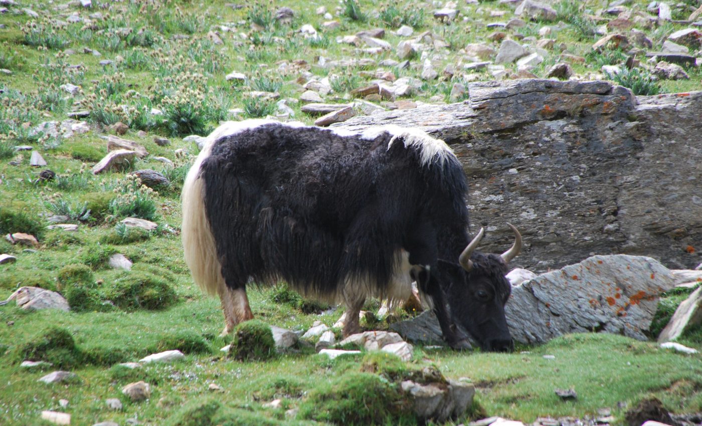 Ancient megafauna helped drive plant dispersal prior to domestication