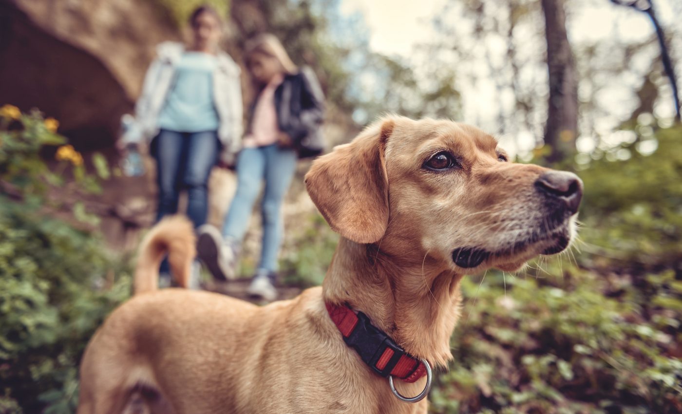 Visiting wildlife refuges with your dog is a good alternative to national parks