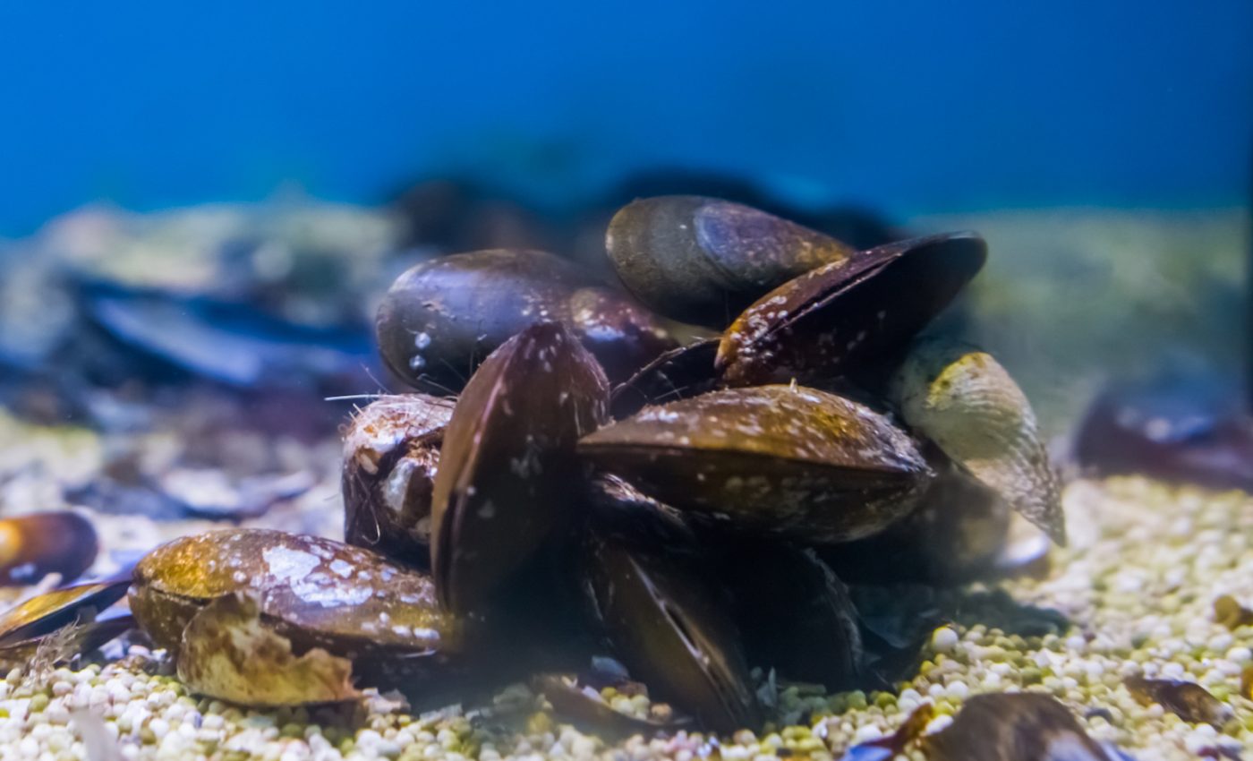 Noise from ships induces stress-related changes in mussels