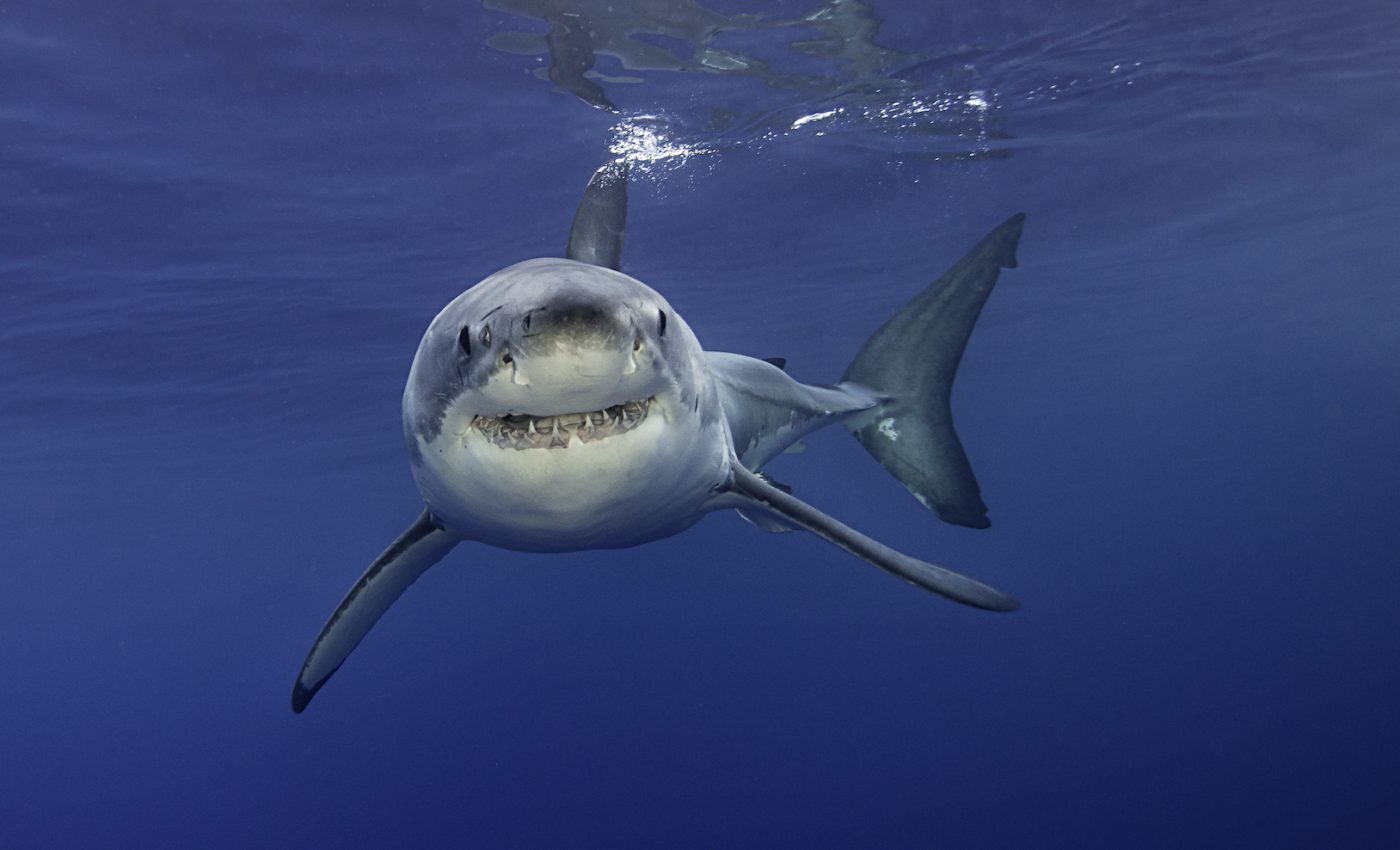 Scientists may have discovered the oldest relative of the great white shark
