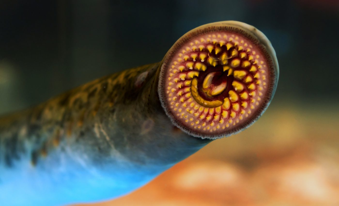 Aphrodisiac pheromone in male sea lampreys attracts ready-to-mate females