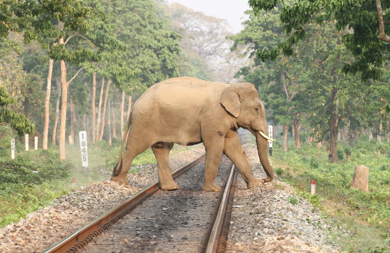 Elephants tracks provide a refuge for frogs and their eggs