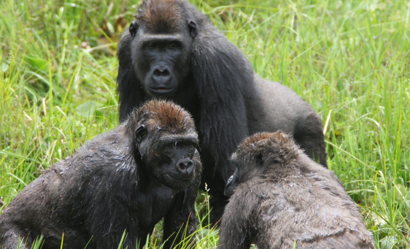 Complex gorilla societies shed light on early roots of human social evolution