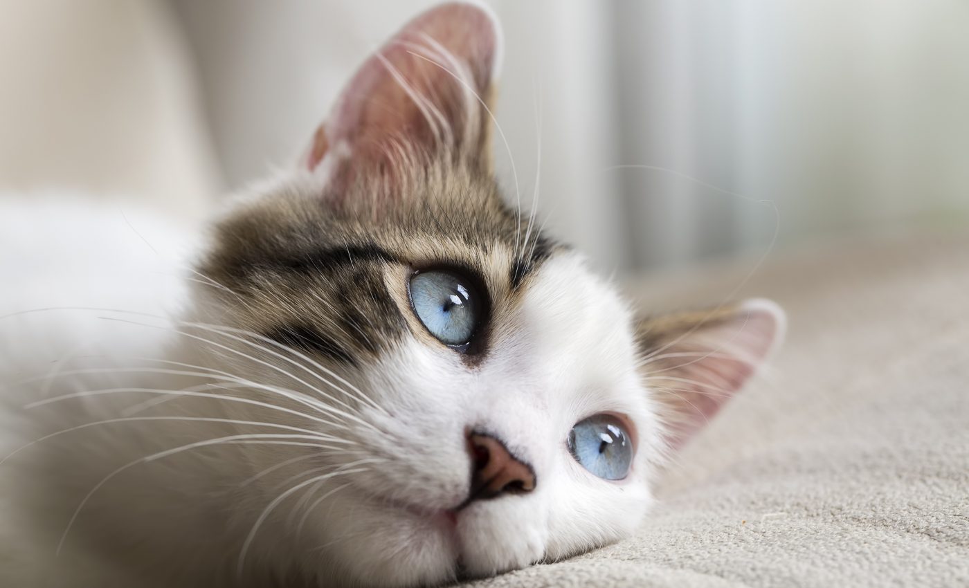 Flame retardants have been linked to widespread hyperthyroidism in cats