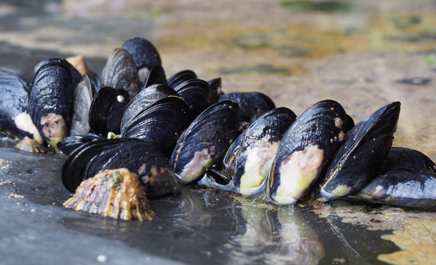 Mussels are helping to create technology that could clean up after oil spills