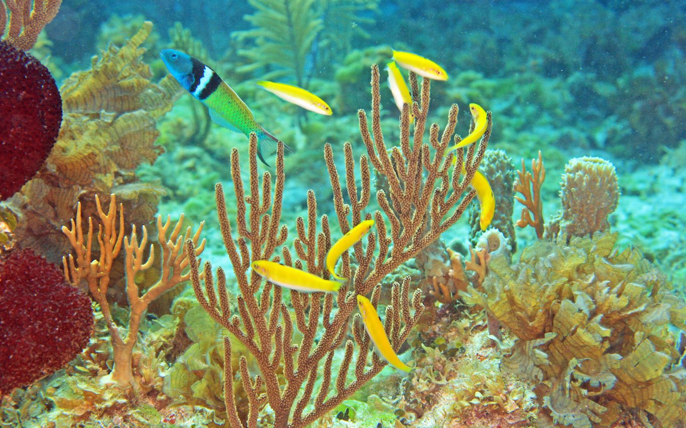 Bluehead wrasse help reveal how some fish can change their sex