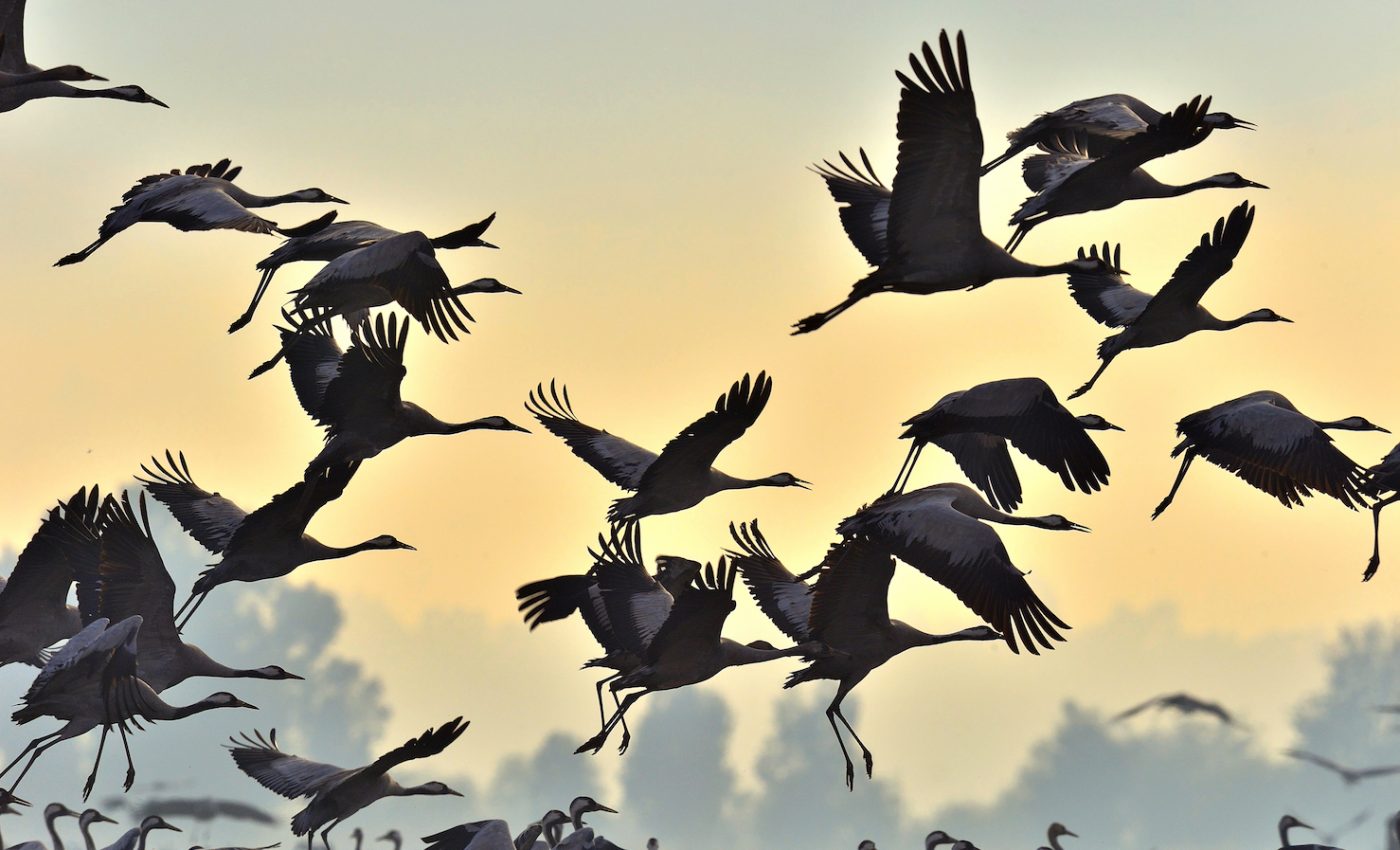 Lawmakers consider legislation to reaffirm long standing bird protections