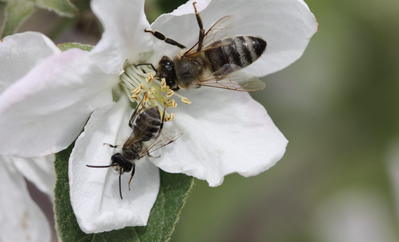 Farming trends threatening pollinators and the crops that depend on them