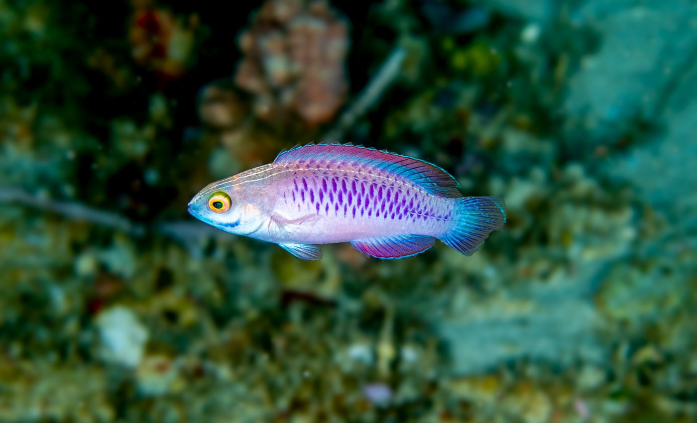 New species of purple reef-dwelling fish named after Wakanda
