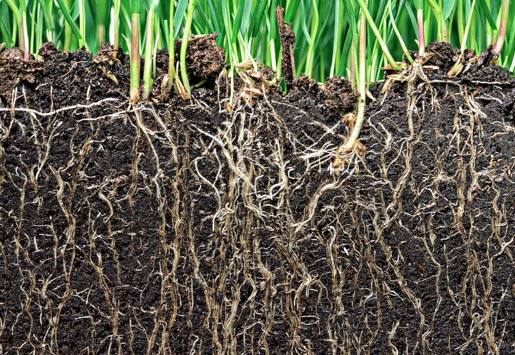 Newly identified gene will help scientists create plants with deeper roots