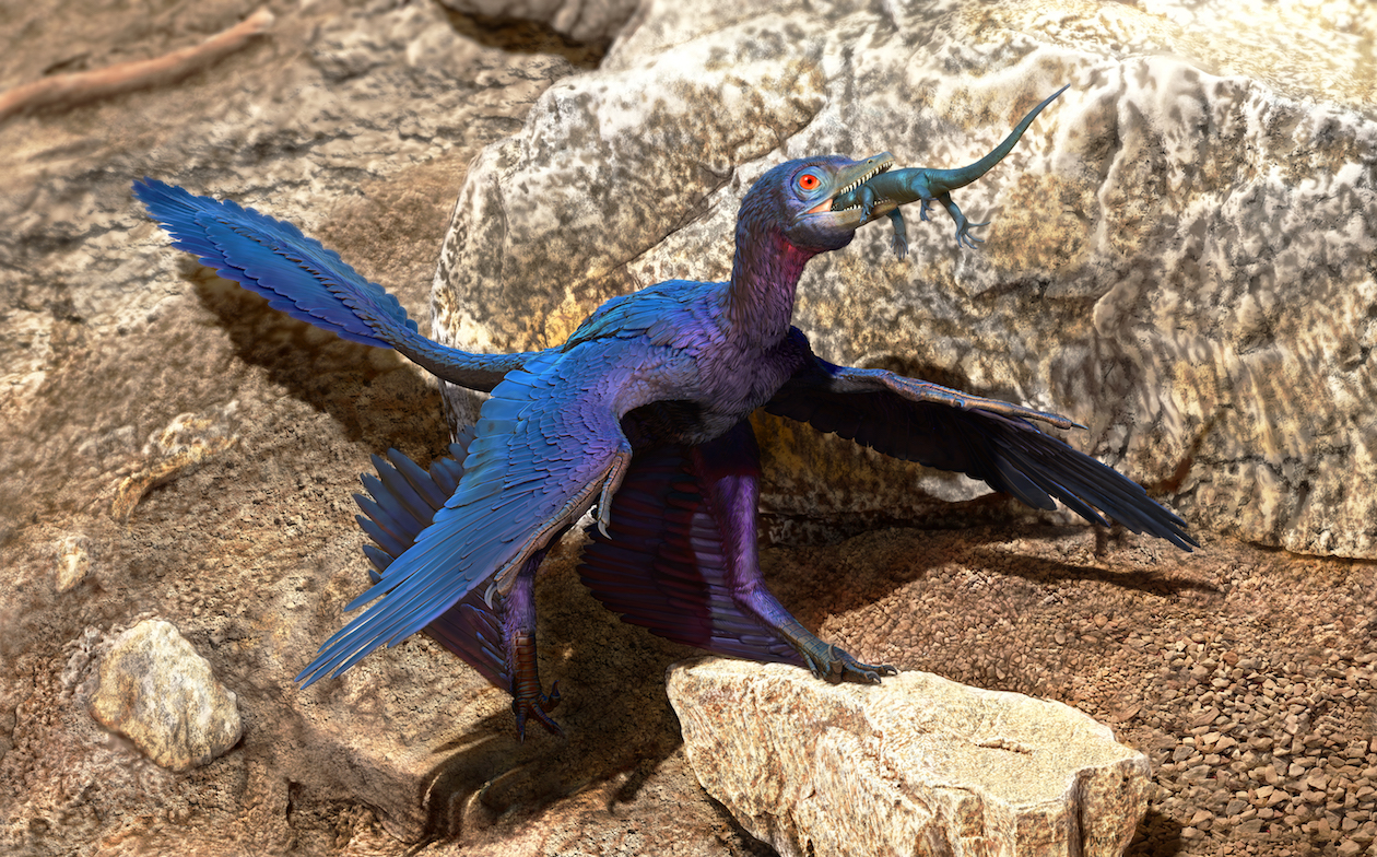 Lizard found almost fully preserved in the stomach of a microraptor
