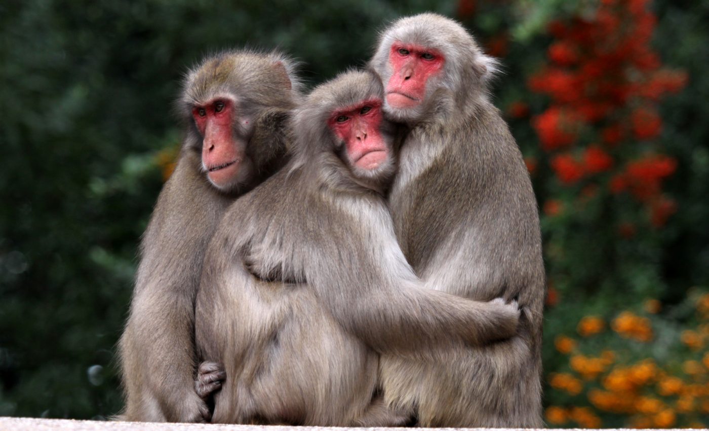 Female Japanese macaques use red coloration to signal their social rank