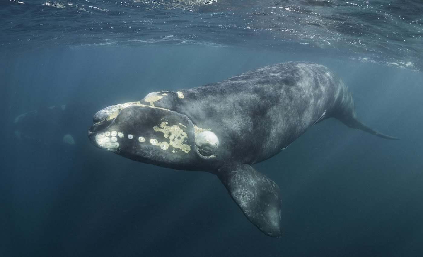 Southern right whales take shelter in noisy surf and whisper to avoid predators