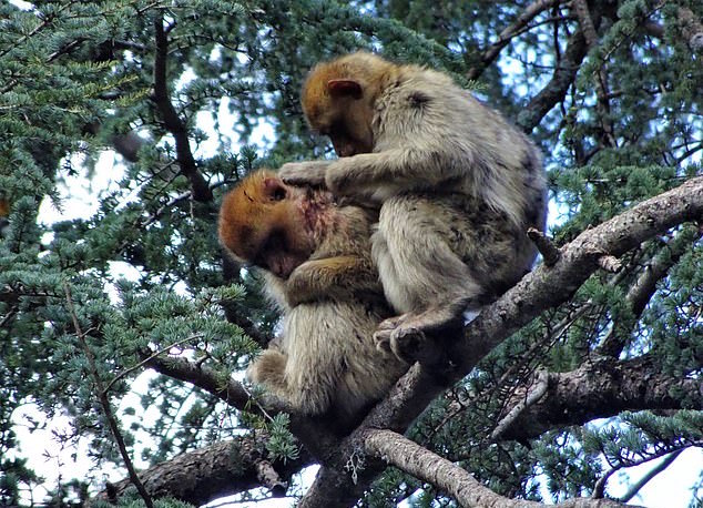 Wild monkeys care for an adopted injured juvenile through his recovery
