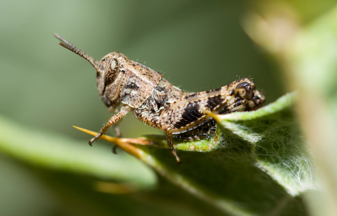 Edible insects! Grasshoppers and crickets found to be rich in antioxidants