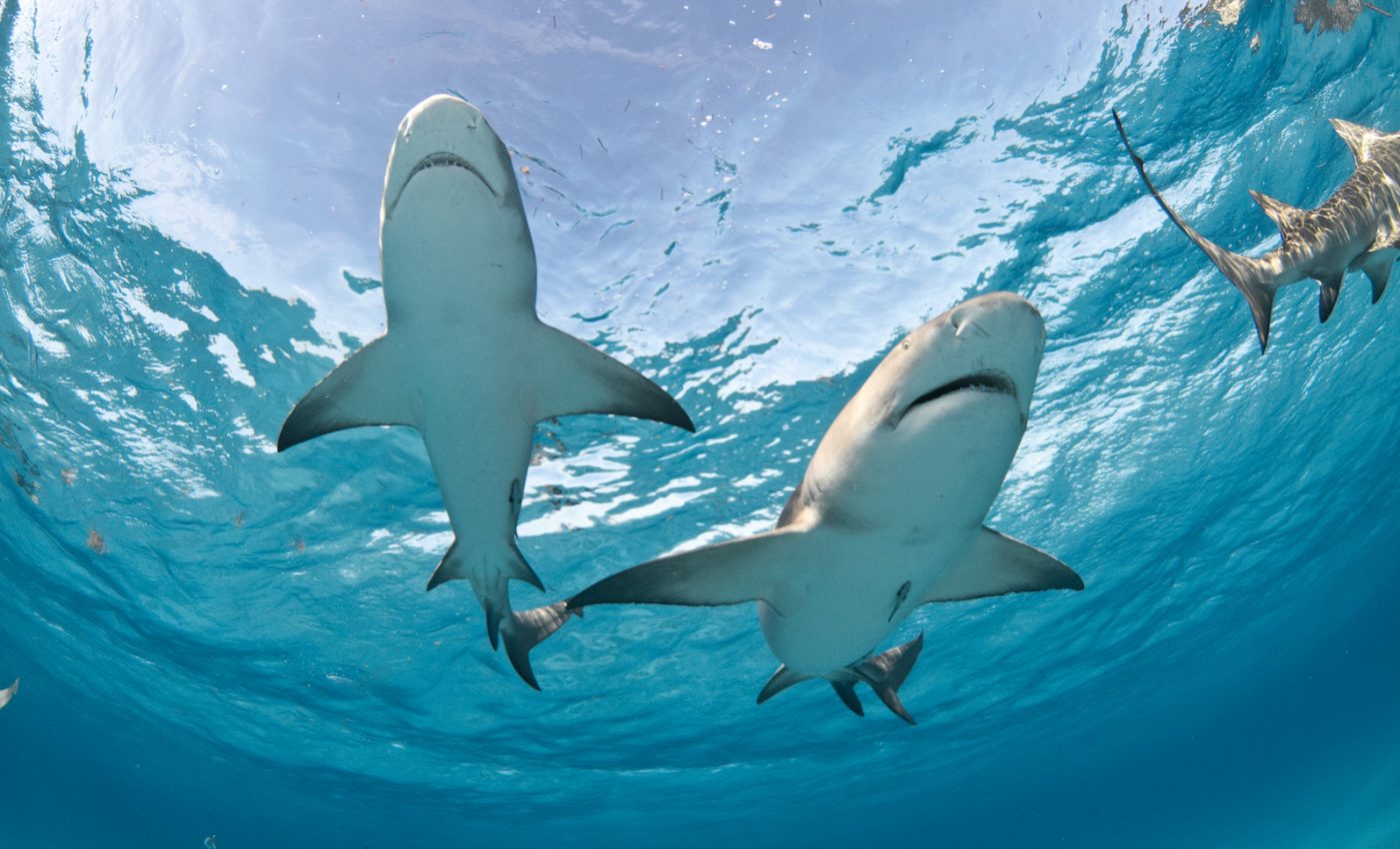 Sharks might have been used to make your household products