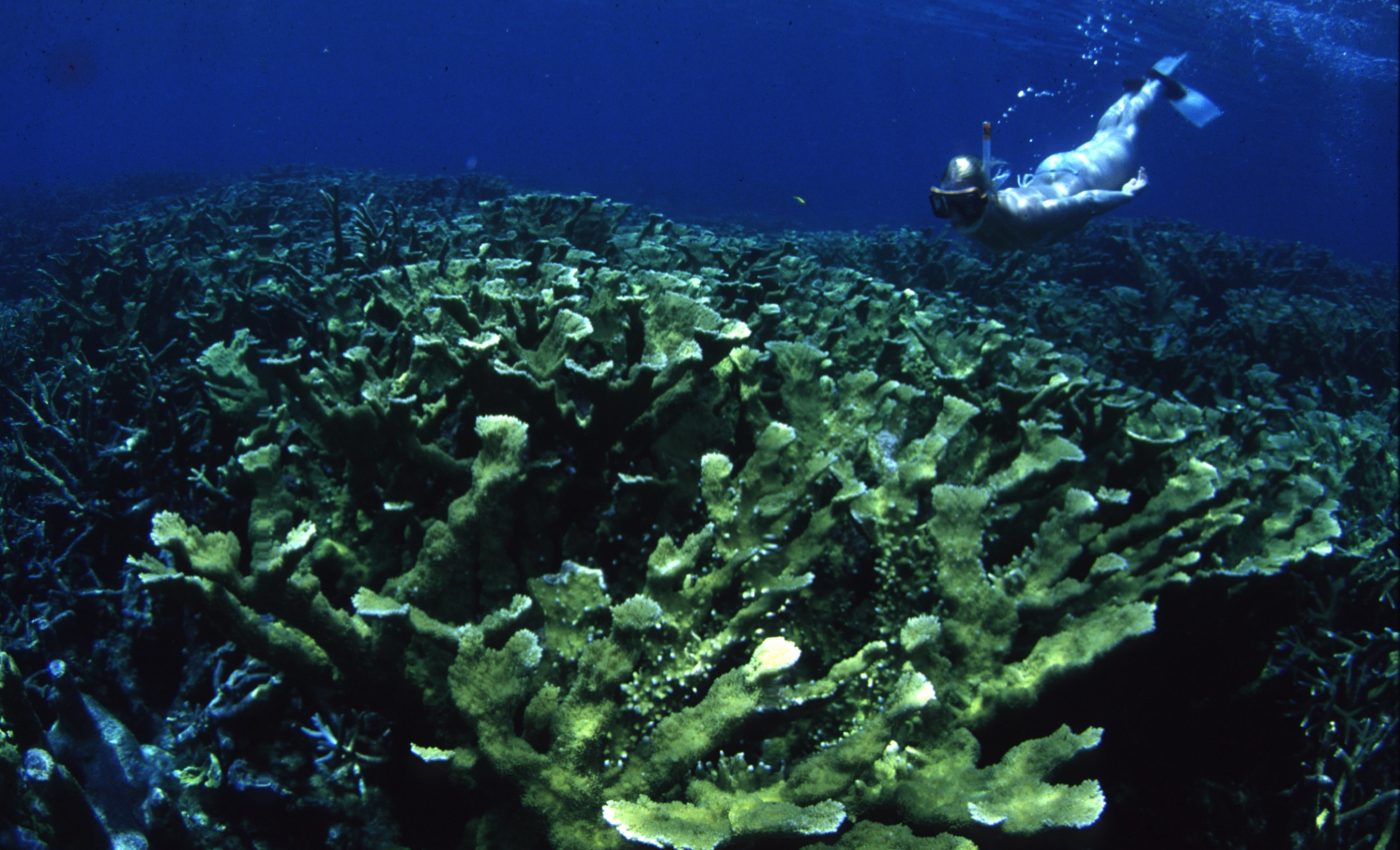Nitrogen runoff is also killing coral reefs