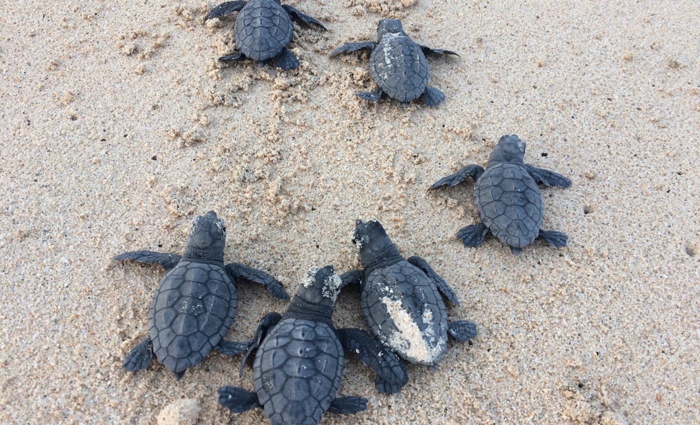 Rising temperatures threaten Cape Verde turtle population