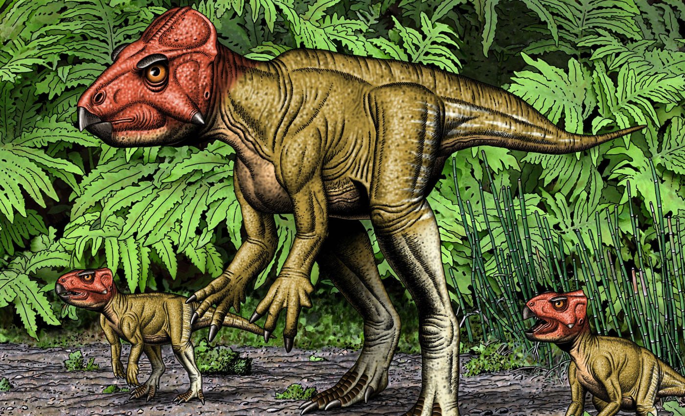 Small triceratops relative was horned and walked on two feet