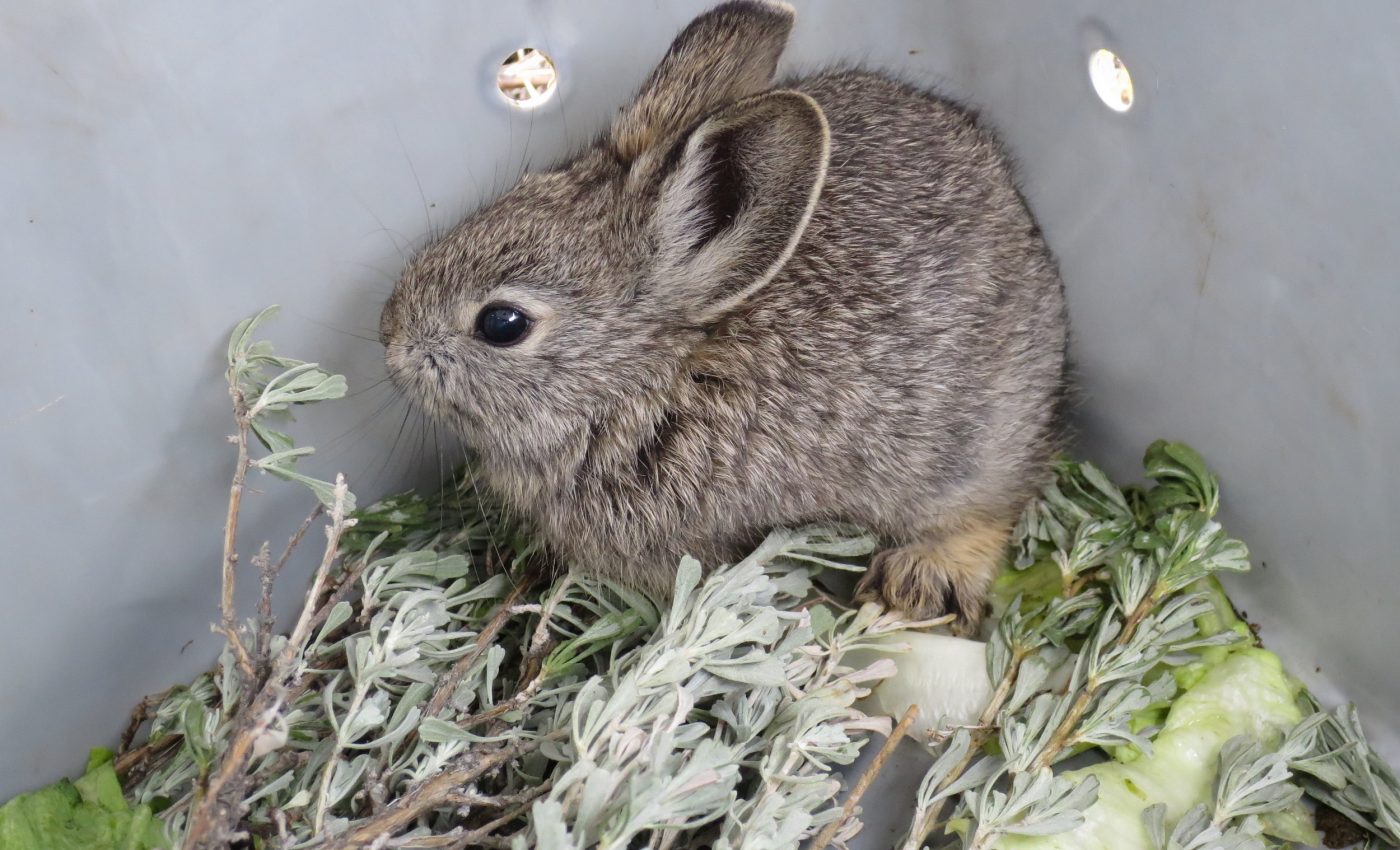 Decline of Washington’s pygmy rabbits was due to incompetence and grazing