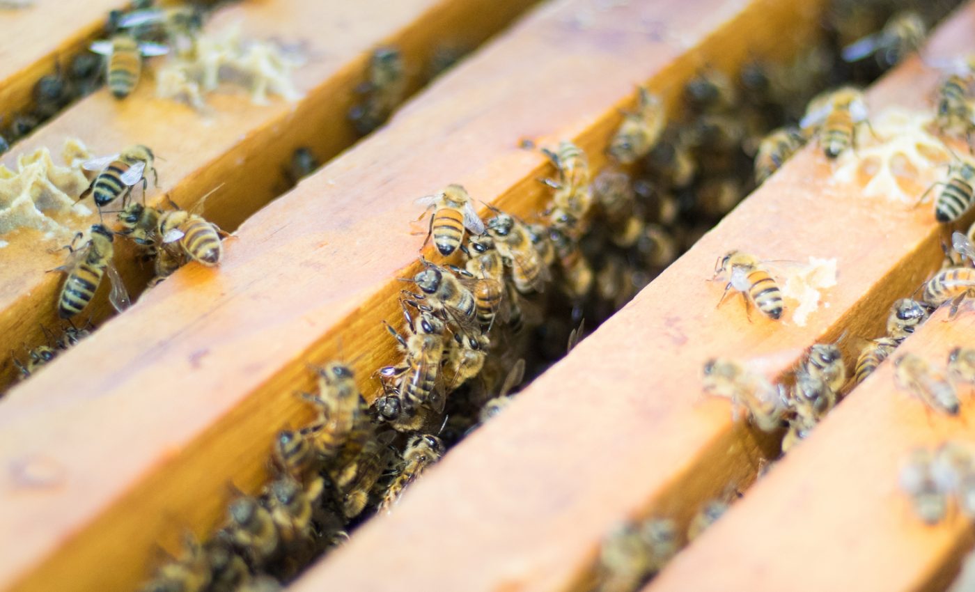 ‘Intensive’ beekeeping does not increase the spread of disease, study finds