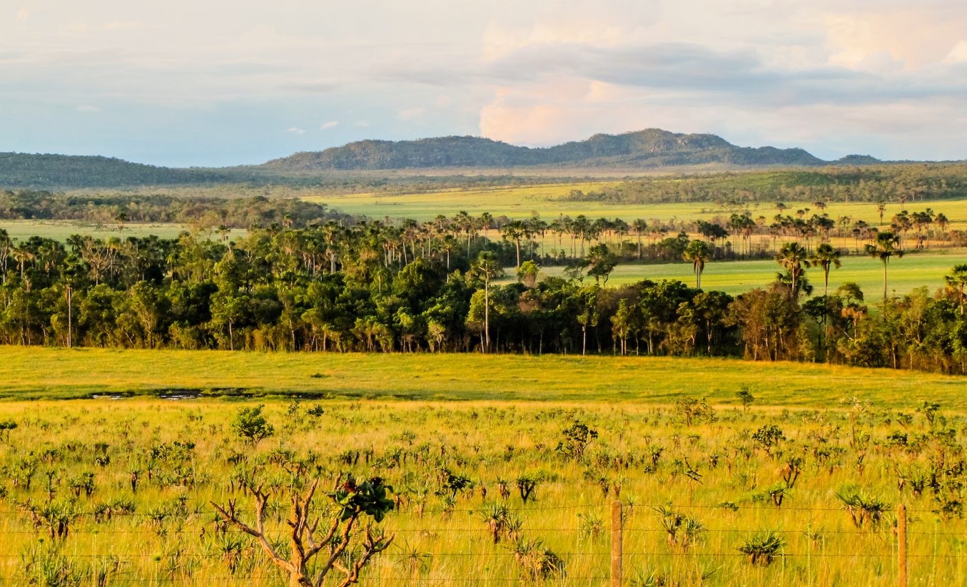 Protecting what’s left of South America’s largest savanna