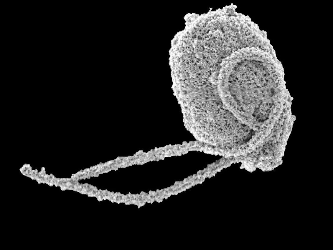Newly-discovered organisms are relatives to real-life carnivorous plant