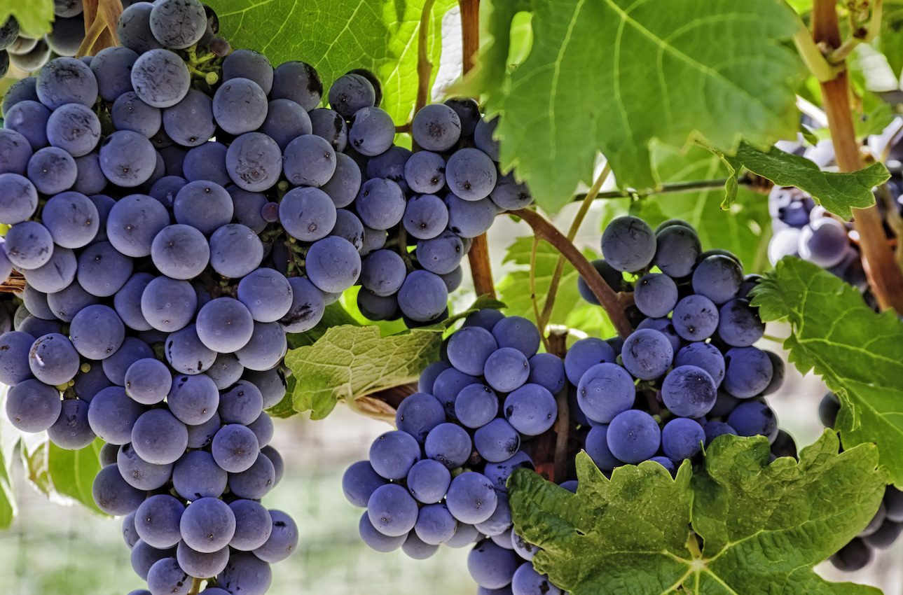 Plant extract could help Mars astronauts stay strong during space travel