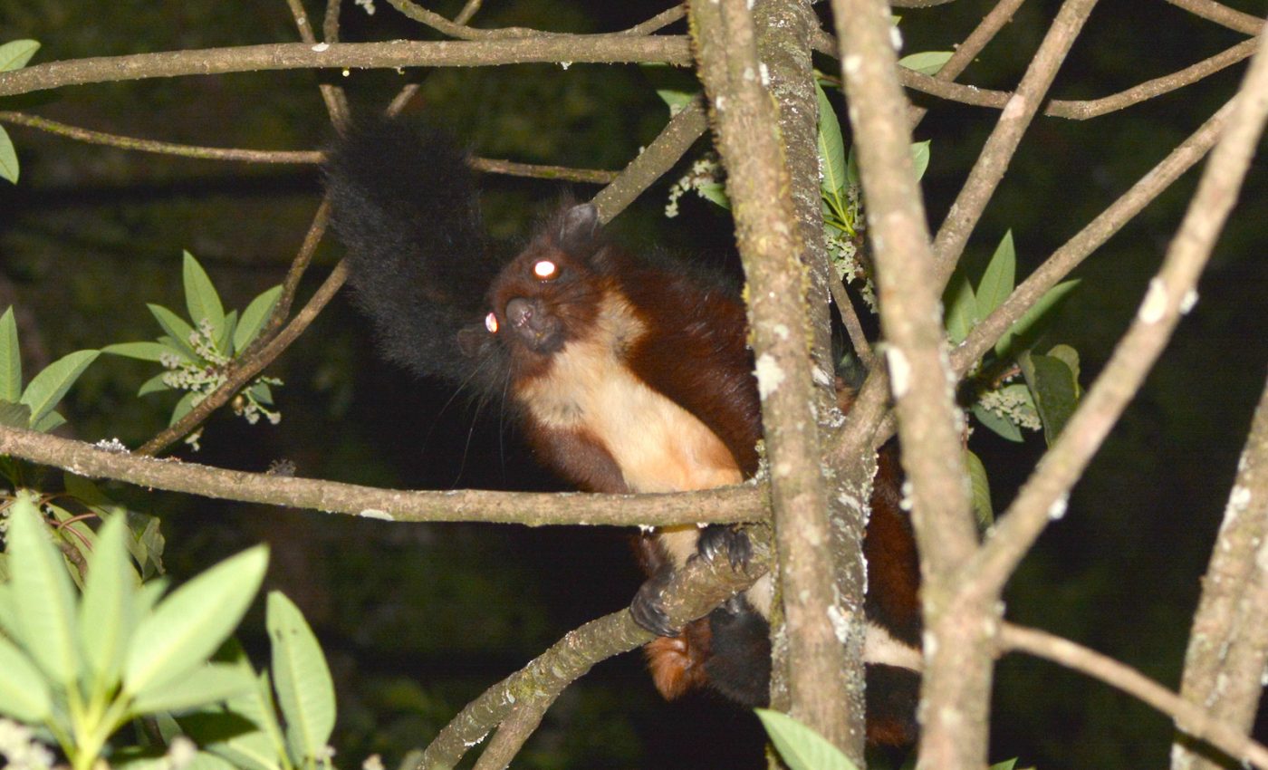 Meet the newest species from an extremely rare flying squirrel family