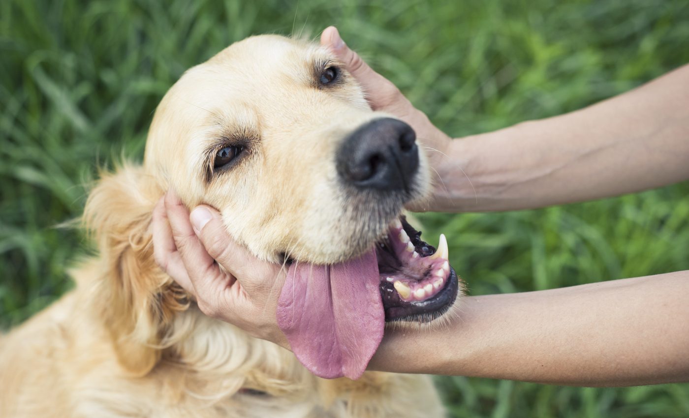 Interacting with animals can significantly reduce stress
