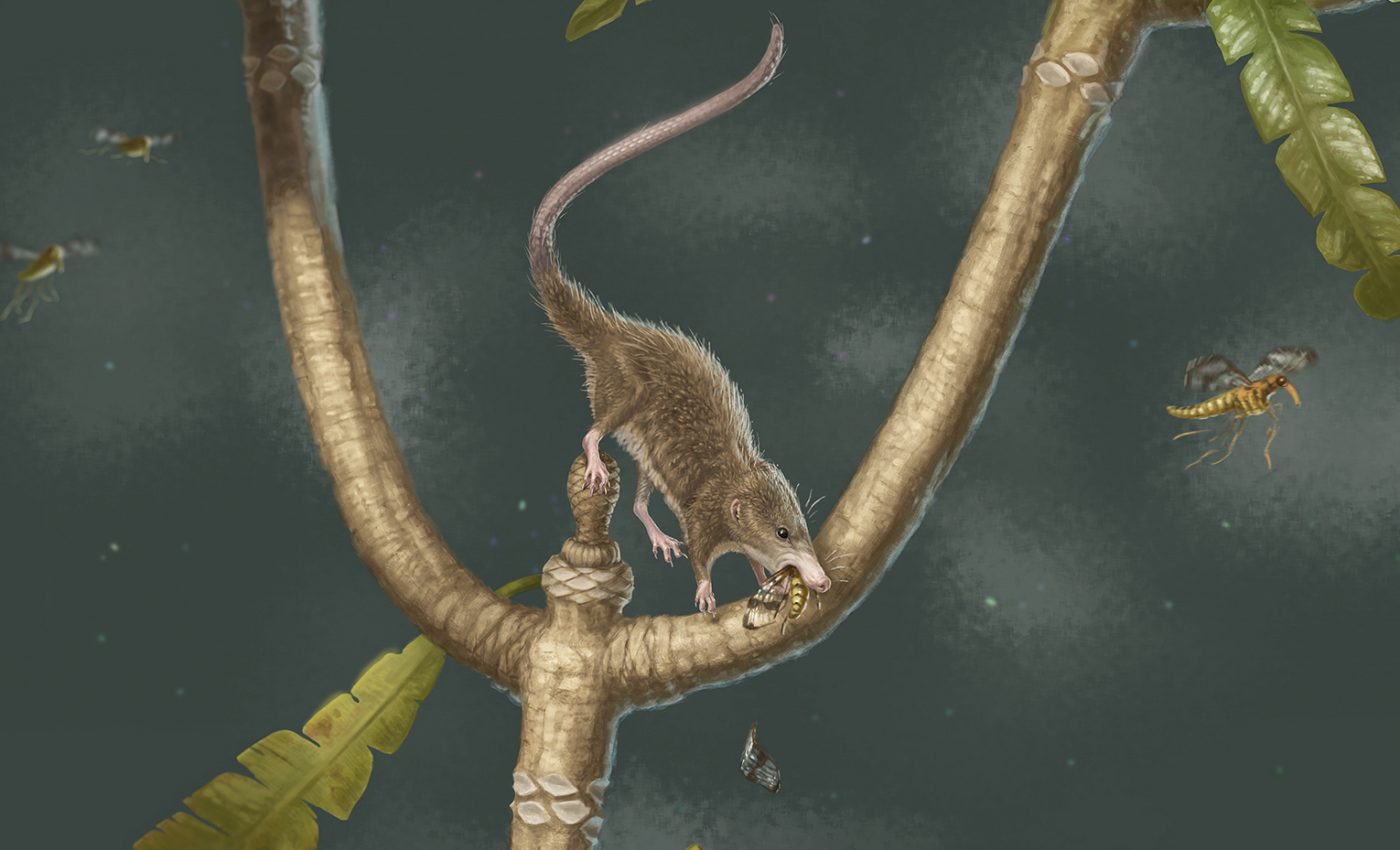 Jurassic fossil reveals how early mammals developed the ability to swallow