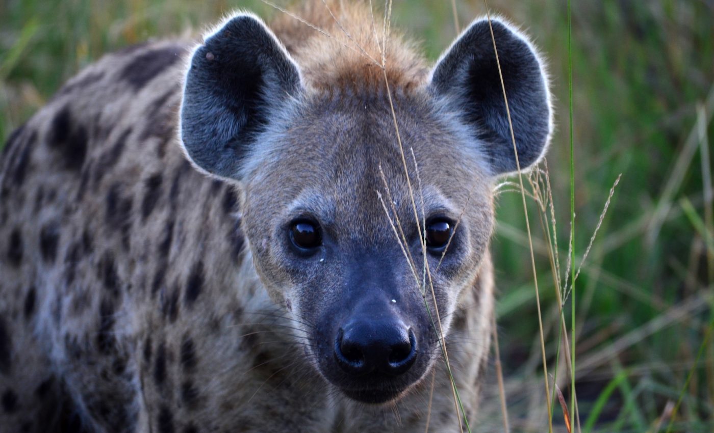 Tourist photographs provide reliable and important wildlife monitoring data