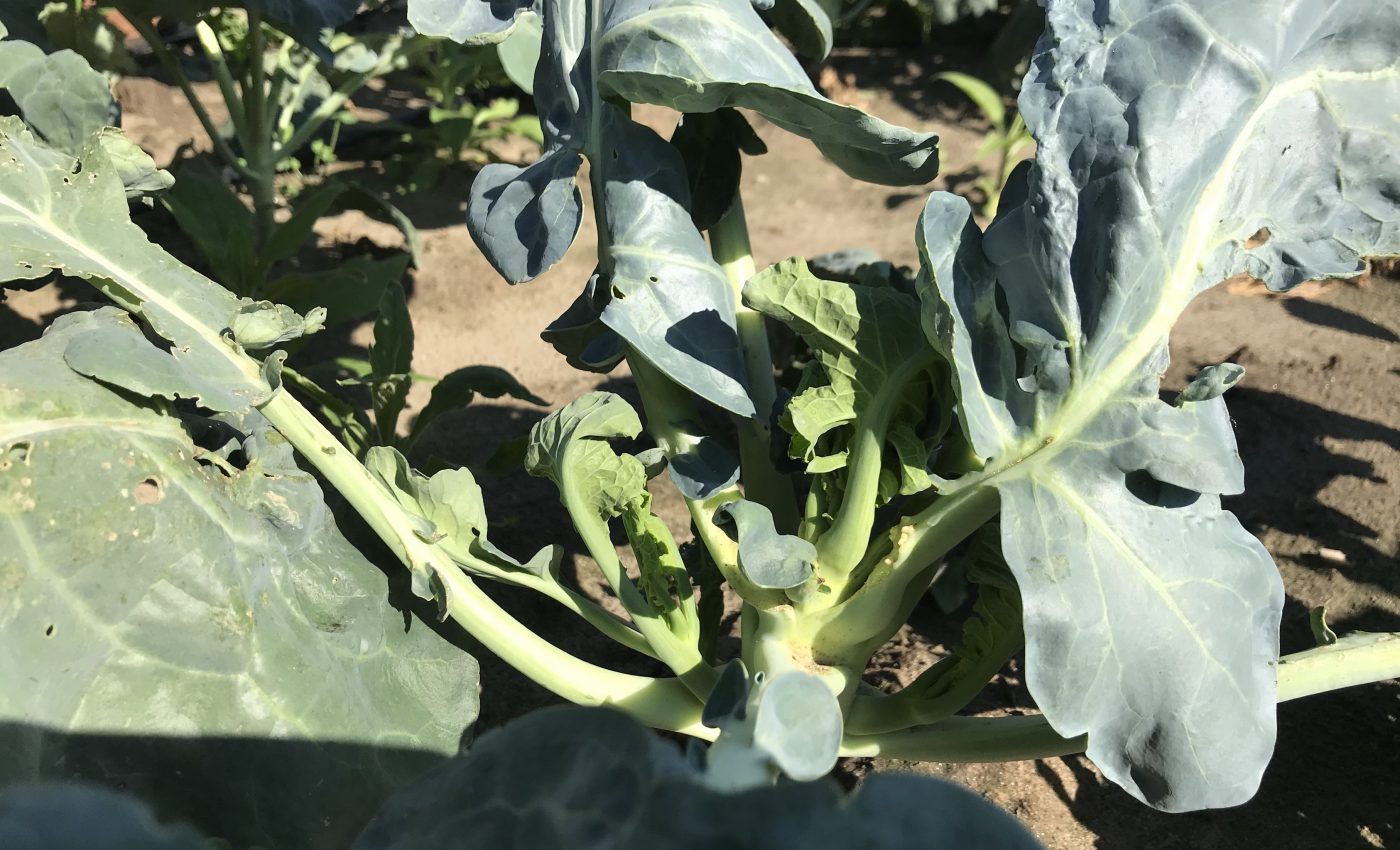 Natural plant odors may be an effective pest repellent for crops