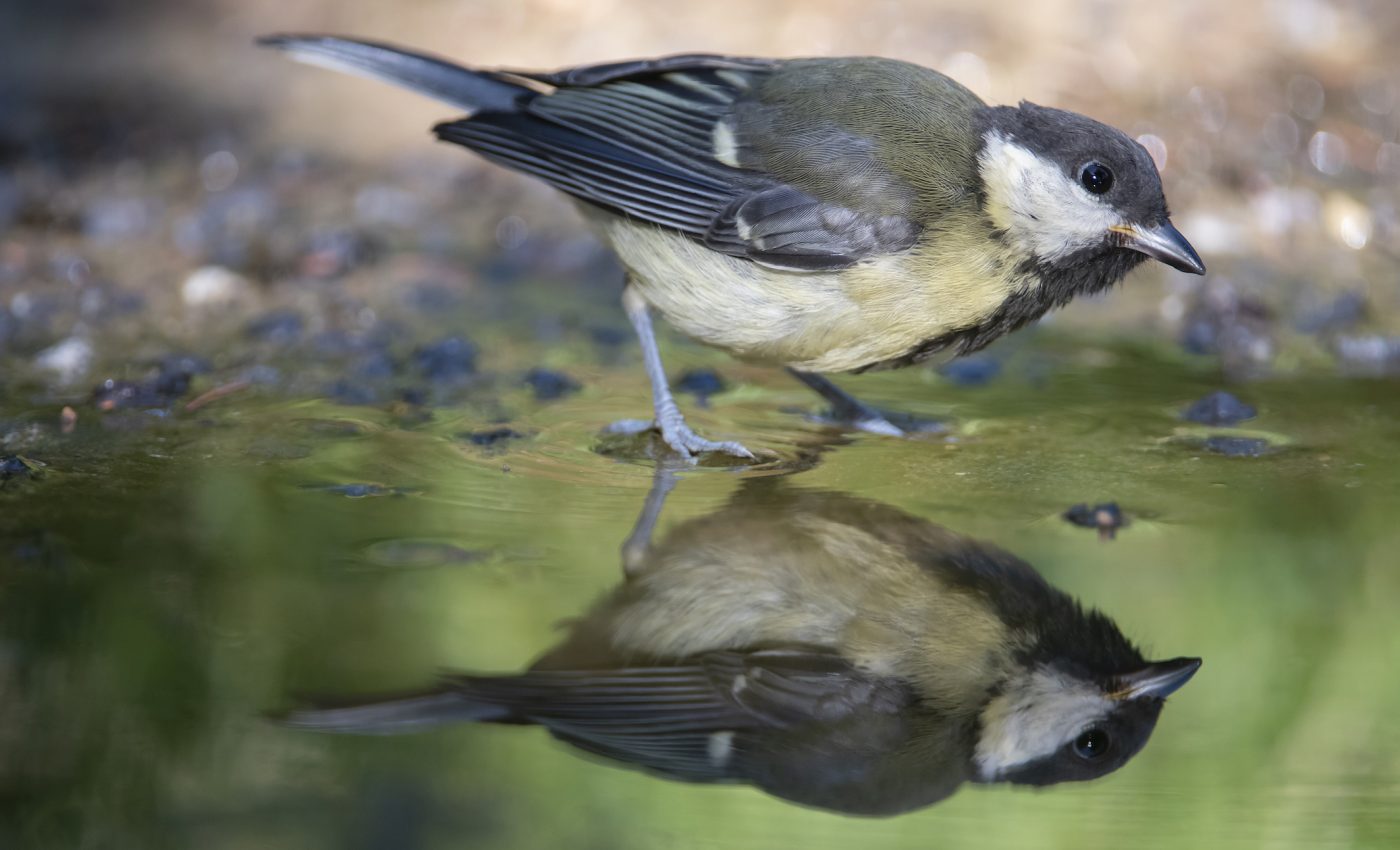 Climate change is outpacing the ability of animals to adapt