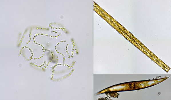 Destructive free radicals may actually play a helpful role in marine ecosystems
