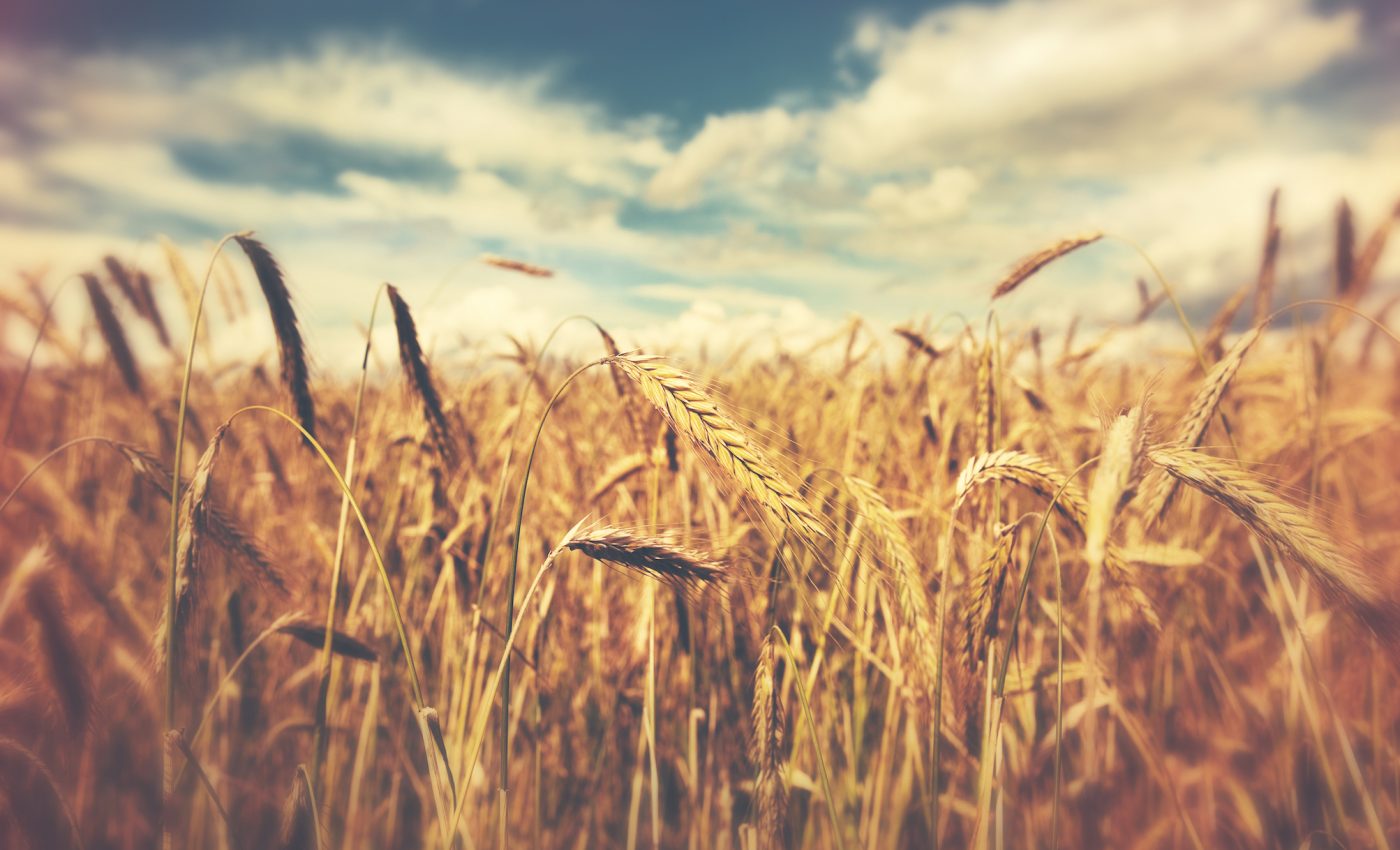 Rising CO2 levels may mean a higher wheat yield with lower nutritional quality