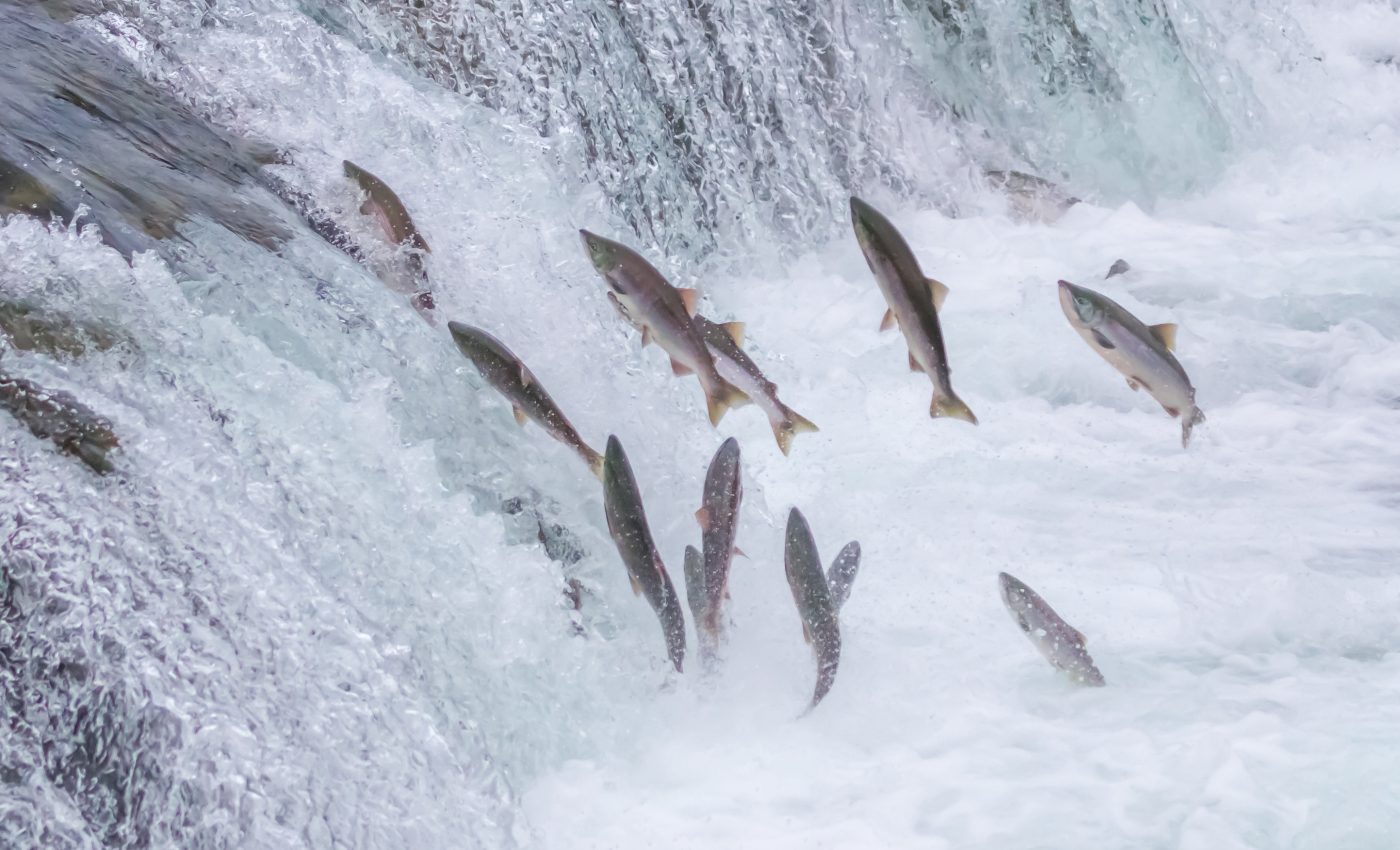 Pacific salmon will struggle with rising water temperatures, acidification