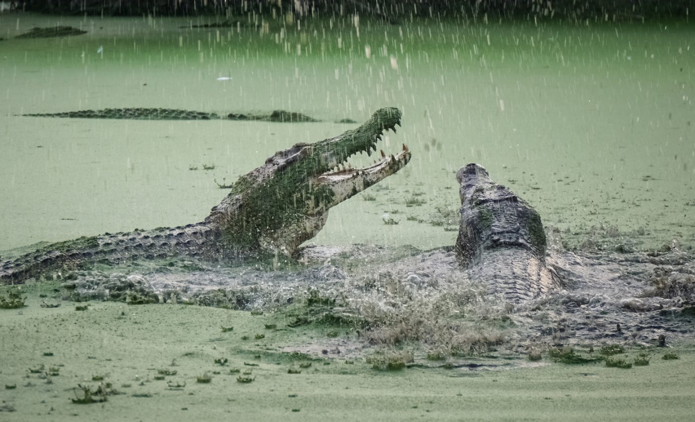 Habitat destruction leads to confrontations with crocodiles in Indonesia