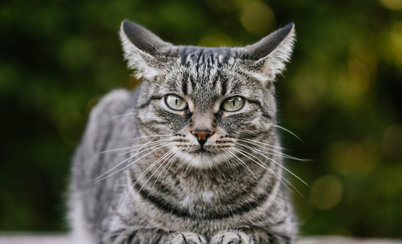 New York becomes first state to ban declawing