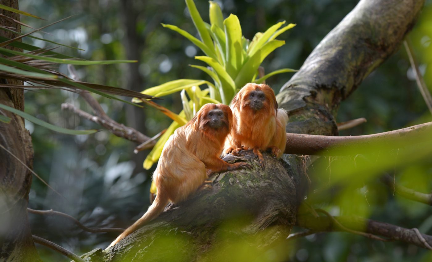 Monkeys play an important role in bringing tropical forests back to life