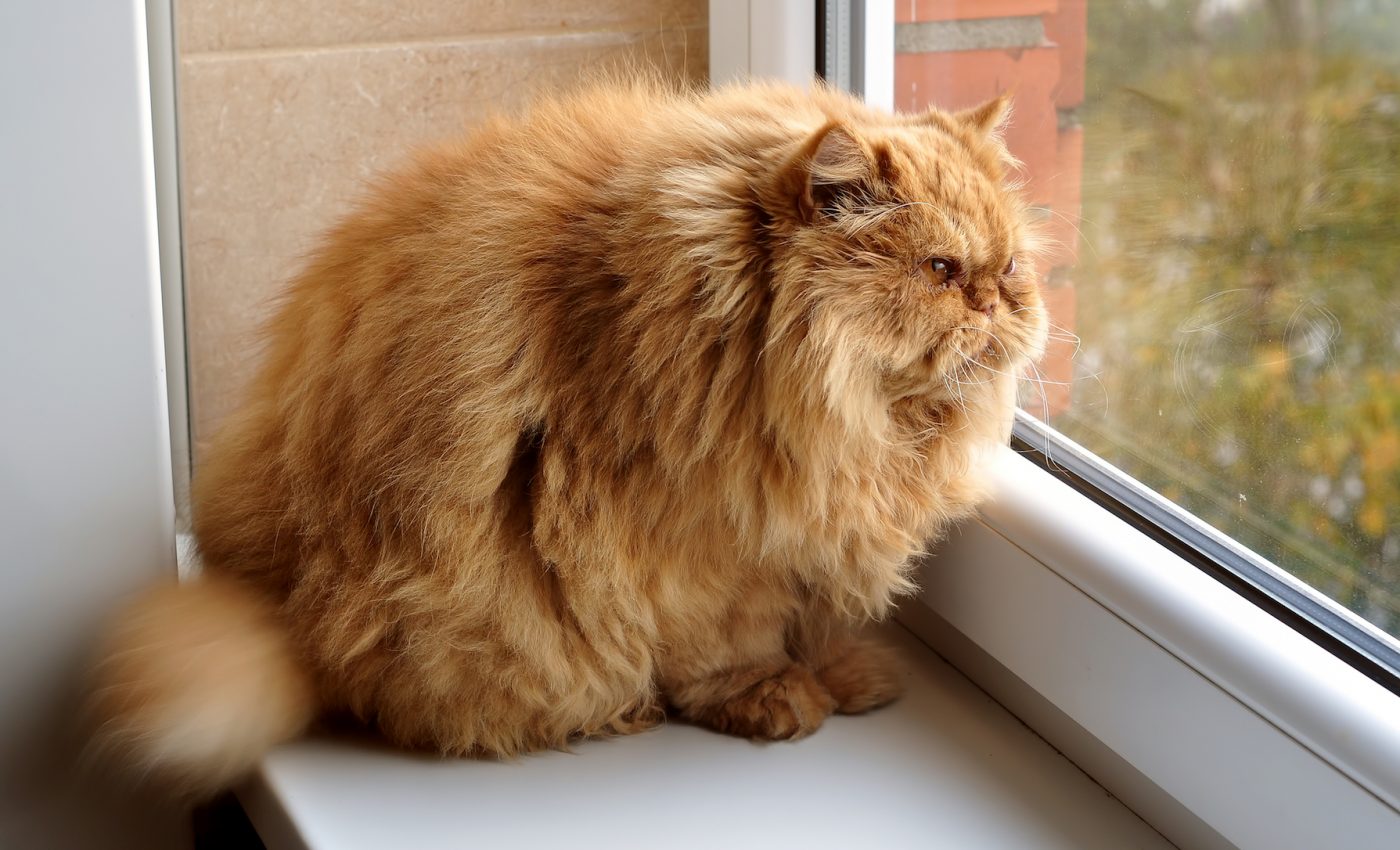 The obesity epidemic also extends to cats, study finds