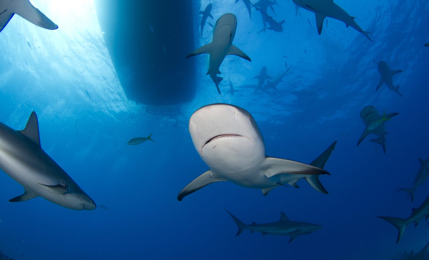 Sharks are threatened by fishing boats in their natural hunting zones