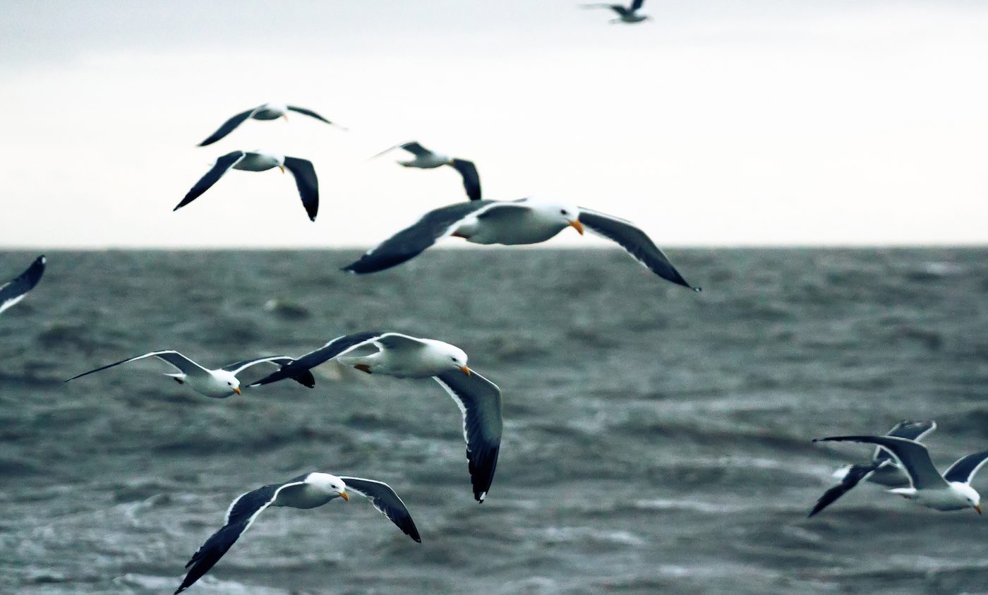 Birds with darker wing feathers have increased flight efficiency