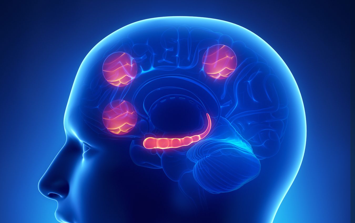 Prefrontal cortex may provide new opportunities for treating alcoholism